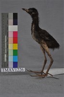 藏品(白腹秧雞)的圖片